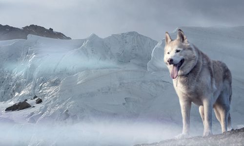 husky dog glacier