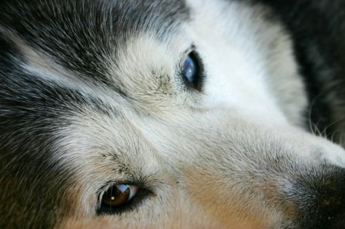 husky dog face