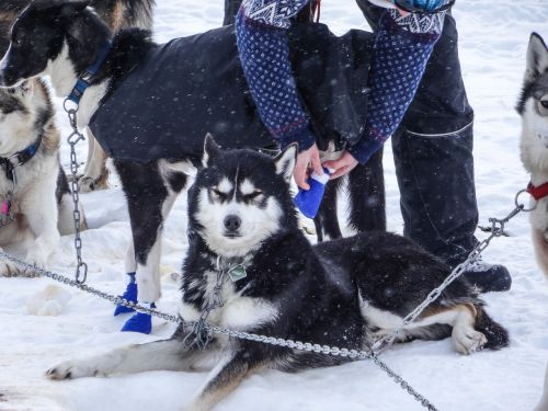 husky dog animal