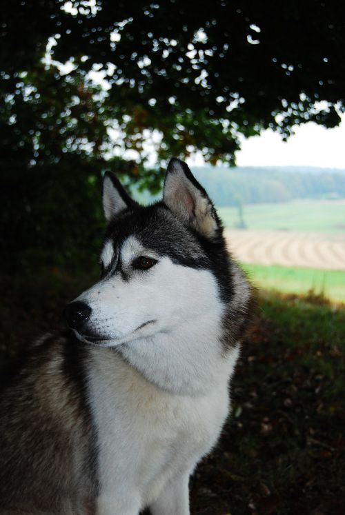 husky dog nature