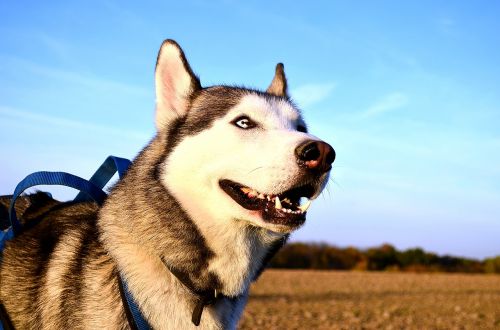 husky sled dog dog