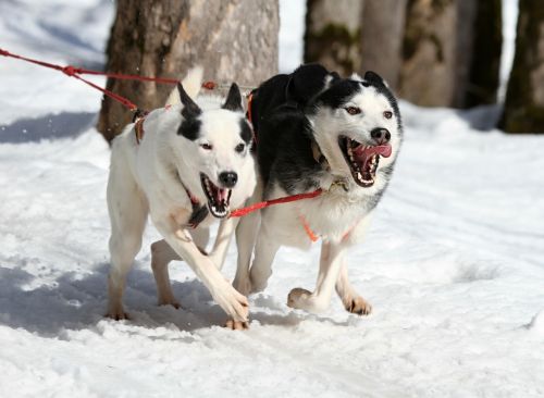 husky dog face