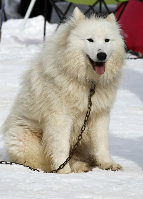 husky dog white