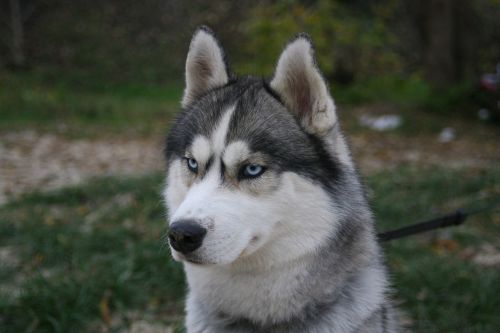 husky blue eyes breeds of dogs