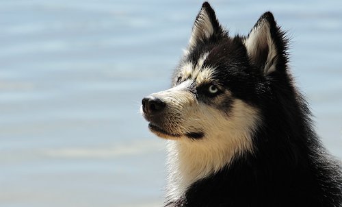 husky  dog  dog breed