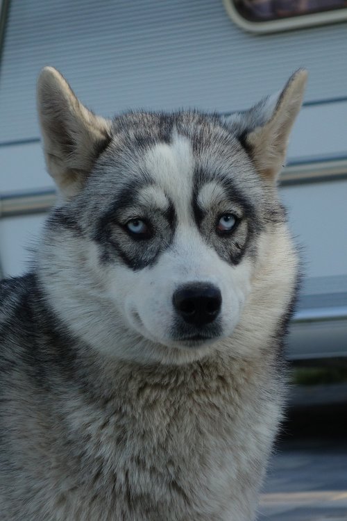 husky  nature  dog