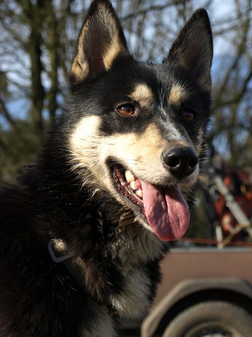husky  sled dog  portrait