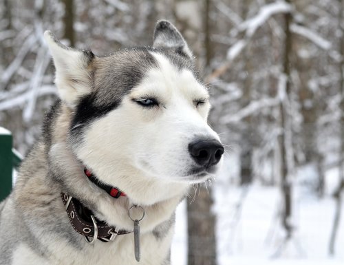 husky  dog  winter
