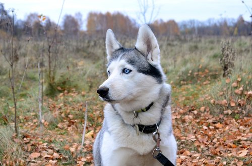 husky  dog  portrait