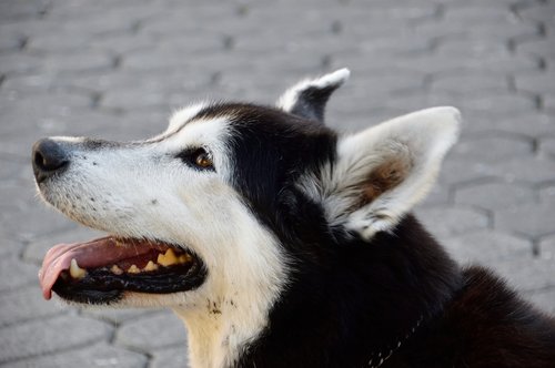 husky  dog  animal