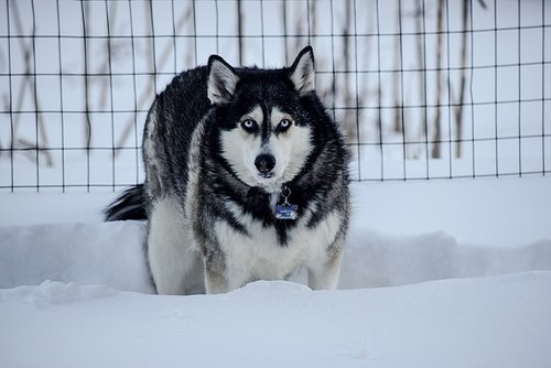 husky  winter  dog