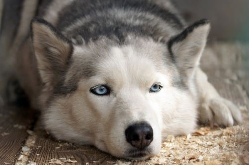 husky dog canine