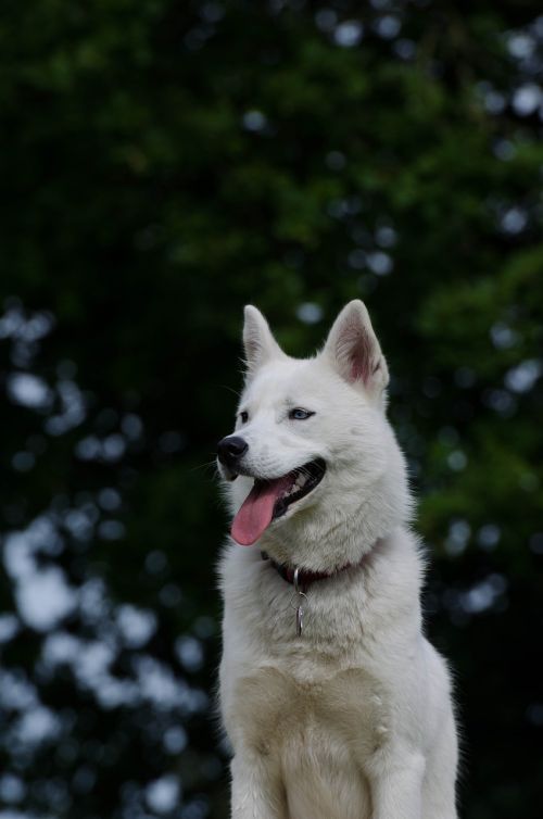 husky white sled dog
