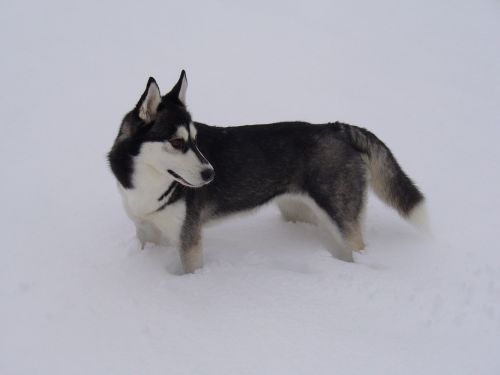 husky snow dog