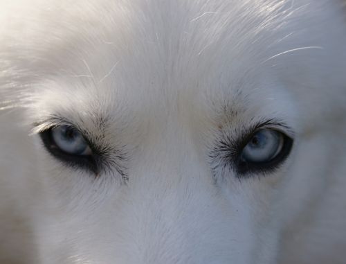husky eyes blue