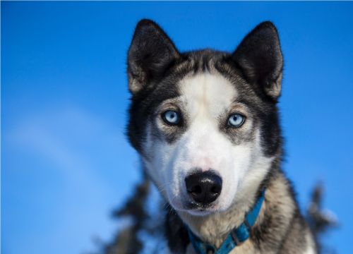 Husky Dog Sled