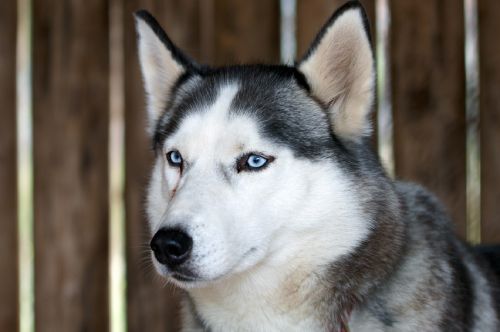 husky dog canine portrait