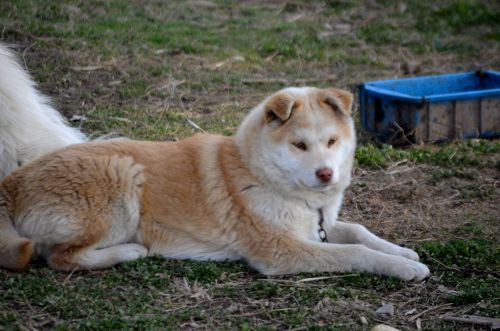 Husky Dog