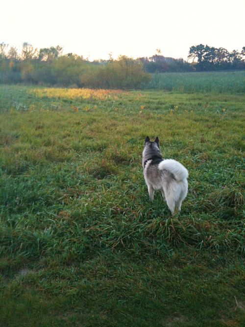 Husky