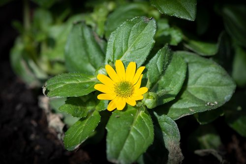 hussar button  flower  yellow