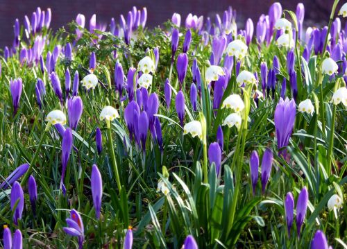 husum spring flowers crocus