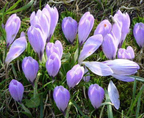 husum spring flowers crocus
