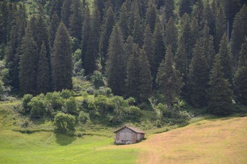 hut alpine firs