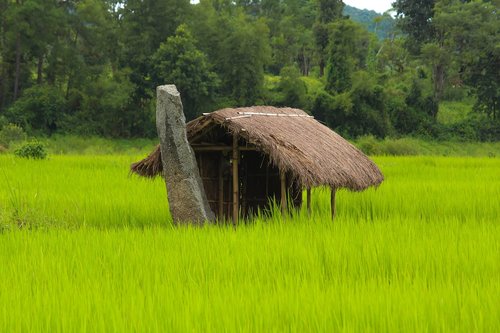 hut  green paddy  green nature