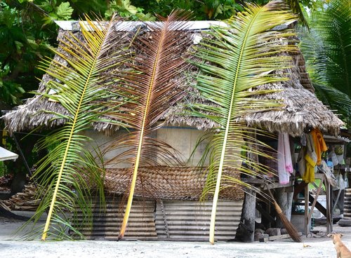 hut  grass  tropical