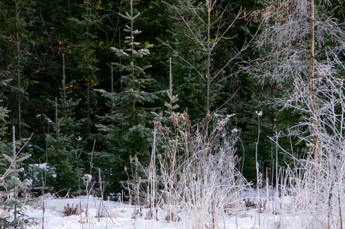 huuretta trees frosty landscape frosty branches