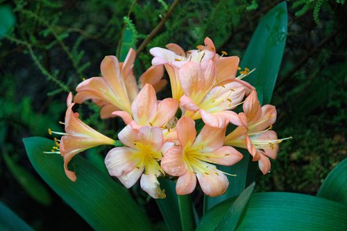 hvězdník  amaryllis  flower