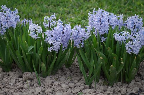 hyacinth flower spring