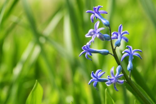 hyacinth garden purple flower