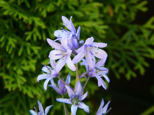 hyacinth purple summer
