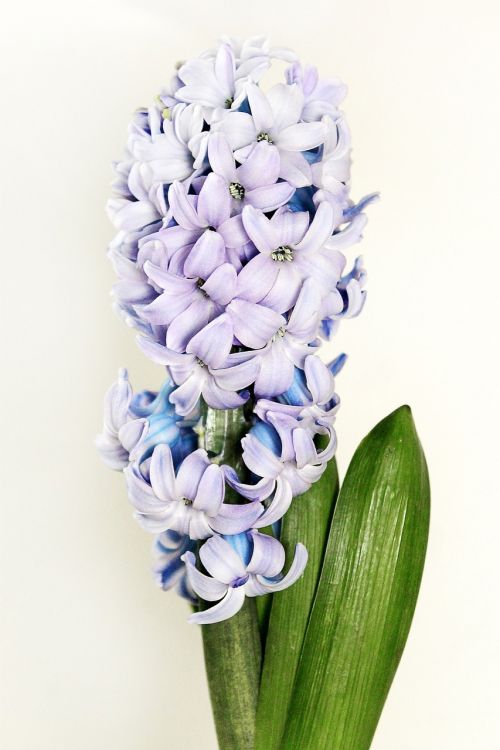 hyacinth still life purple