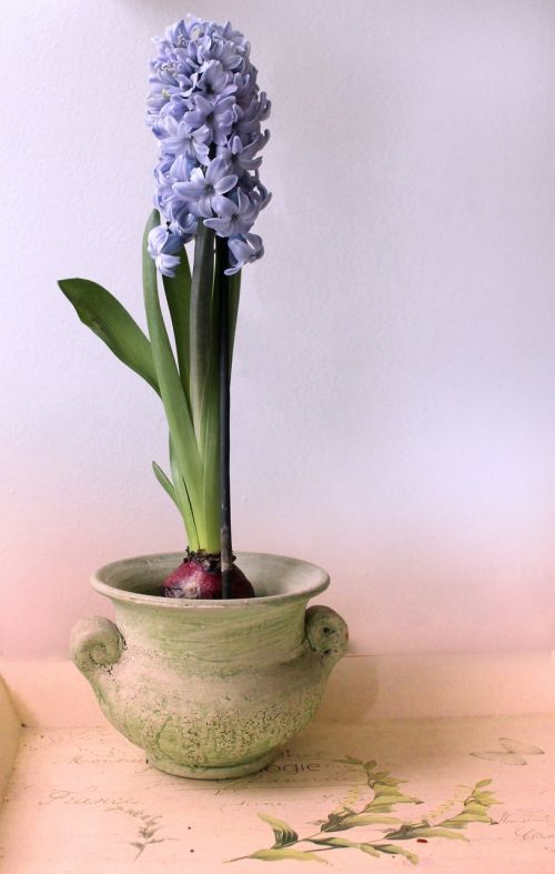 hyacinth still life pot