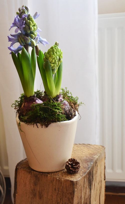 hyacinth flower flowerpots