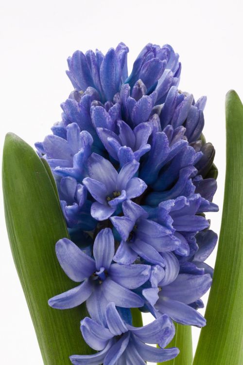 hyacinth hyacinthus orientalis asparagaceae