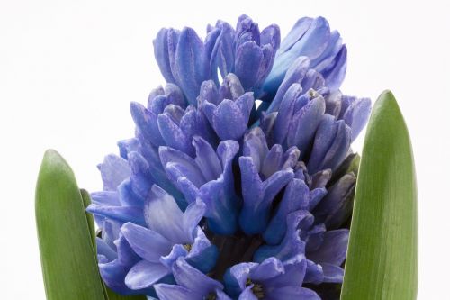 hyacinth hyacinthus orientalis asparagaceae