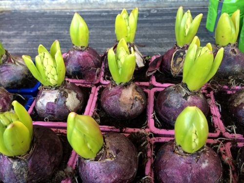 hyacinth flower bulb spring