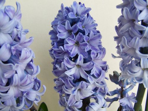 hyacinth light blue flower spring flower