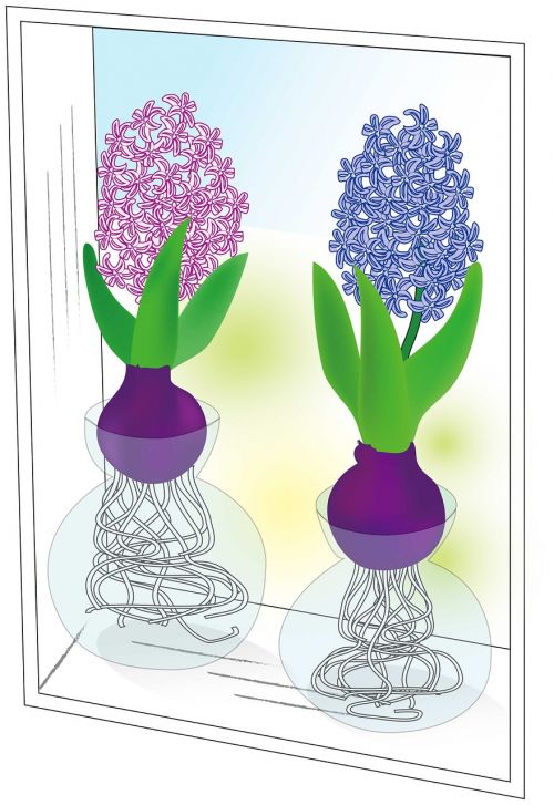 hyacinth spring flowers