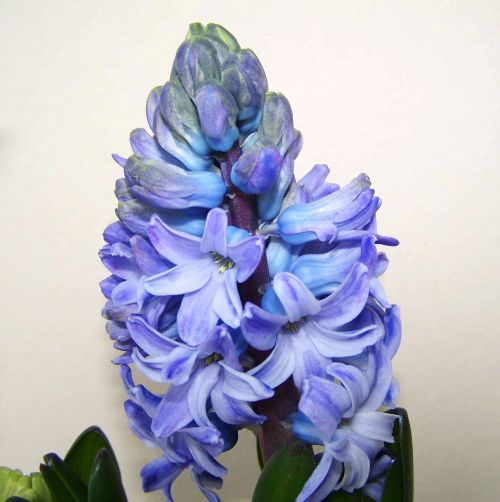 hyacinth blue flower spring flower