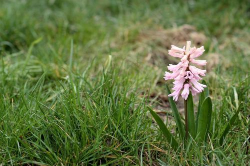 hyacinth flower pink