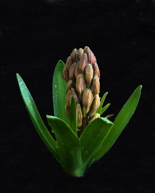 hyacinth flower plant