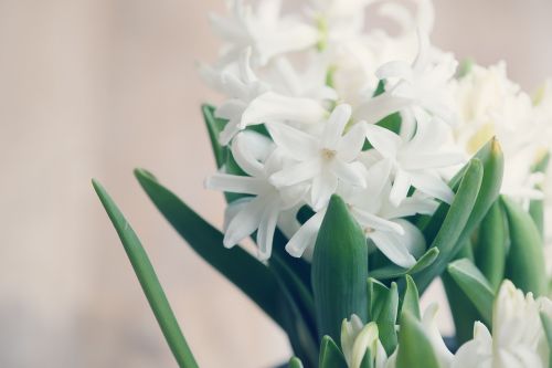 hyacinth flower flowers