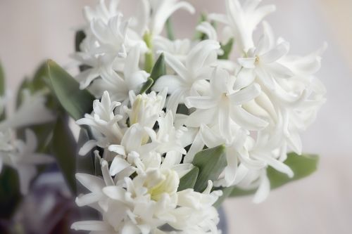 hyacinth flower flowers