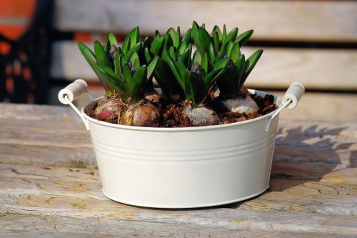 hyacinth container onions
