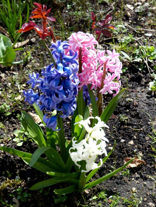 hyacinth three coloured spring