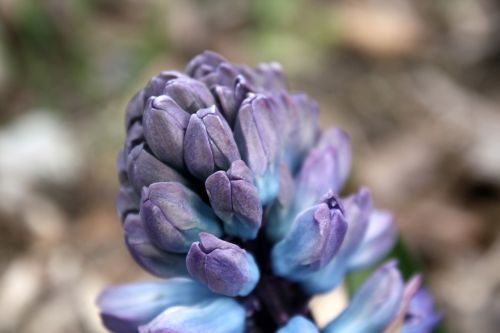 hyacinth flower spring